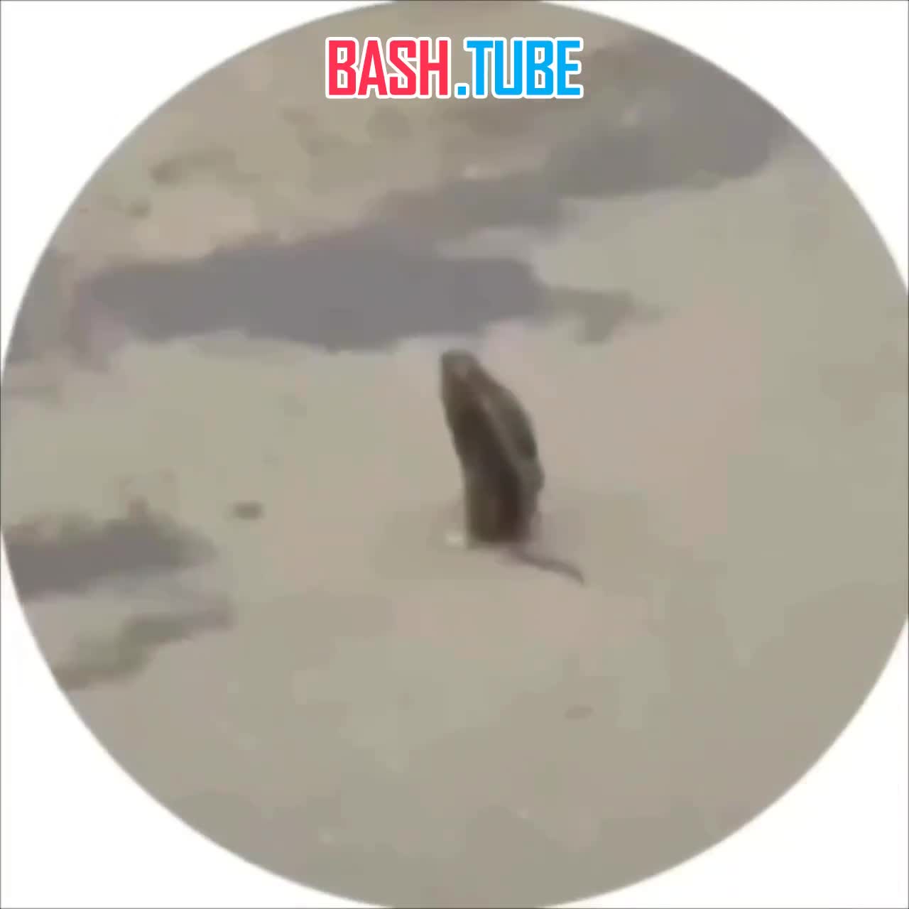  В Москве сняли эпичную драку двух огромных крыс - животные устроили замес на парковке в Химках