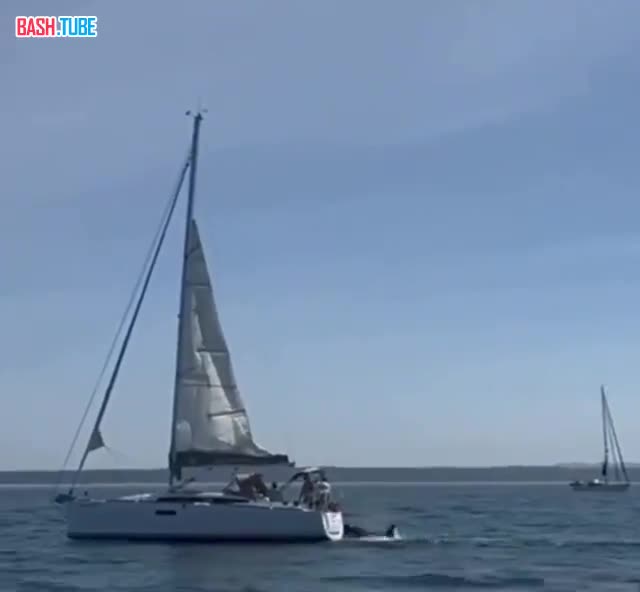  Стая касаток потопила яхту с туристами у берегов Португалии