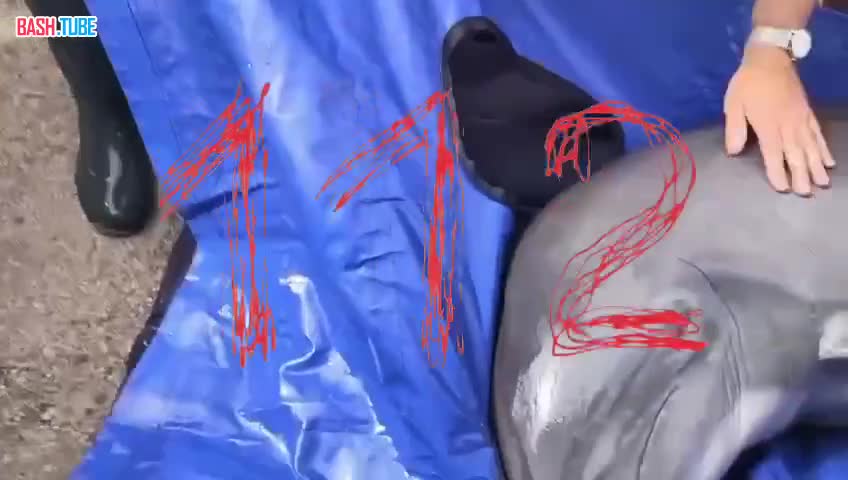  Дельфина, которого почти месяц пытались выловить из пресной воды реки Бейсуг на Кубани, всё-таки удалось спасти