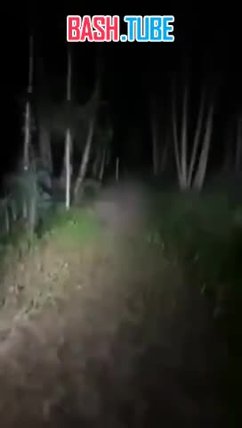  В Беларуси егерь при сыне жестоко забил дубинкой доверчивого волчонка, который вышел к людям