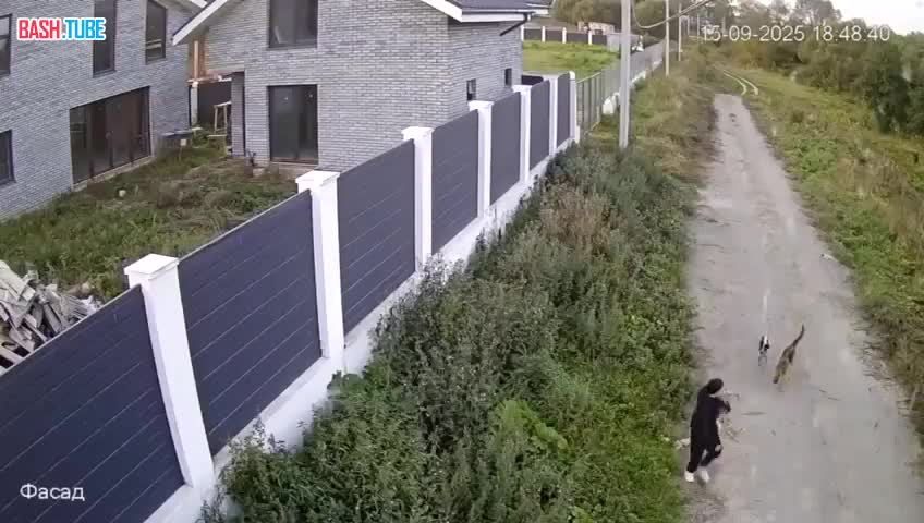  Собаки без намордников накинулись на ребенка в Подмосковье