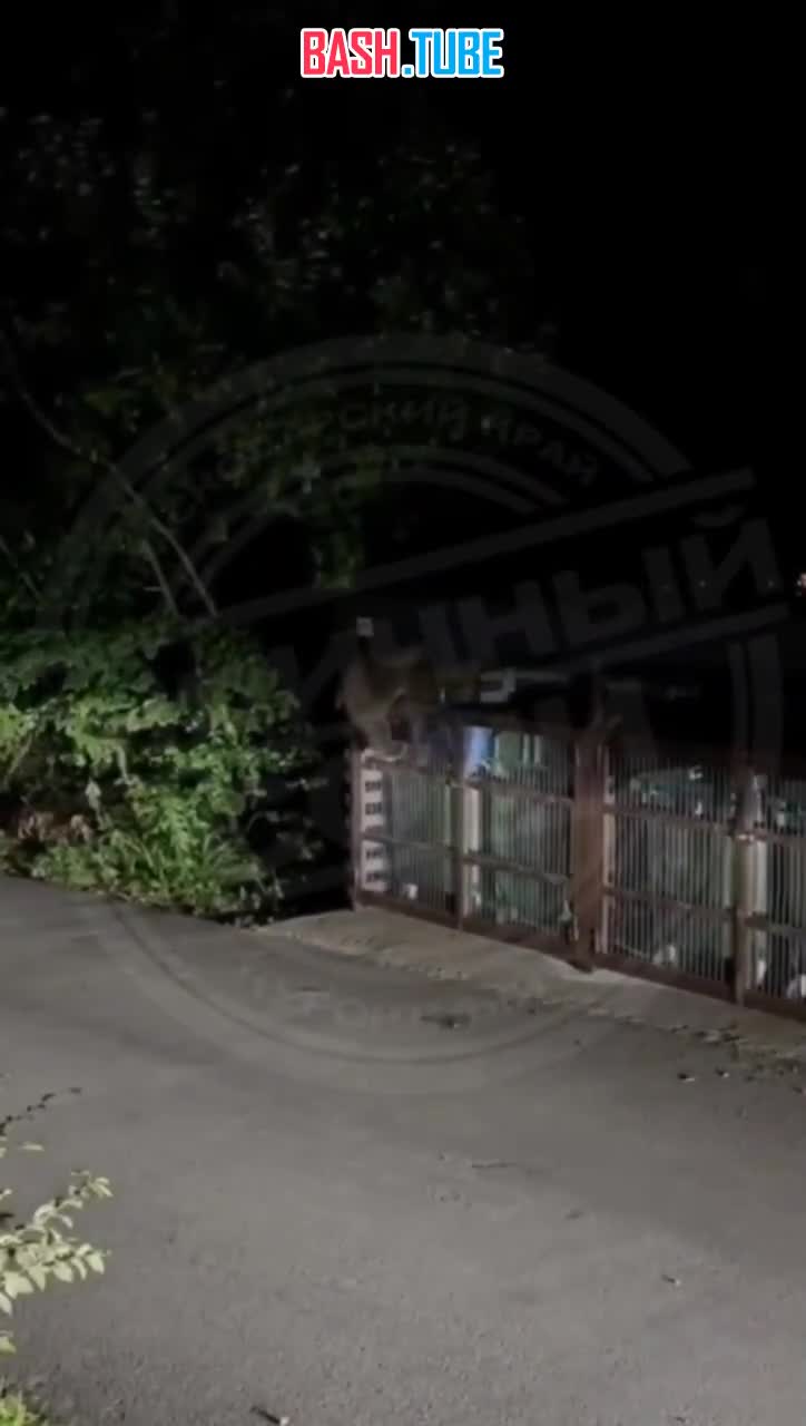  Медведи кошмарят жителей Красной Поляны - хищники набрасываются на людей посреди улиц и пытаются забраться в жилые дома