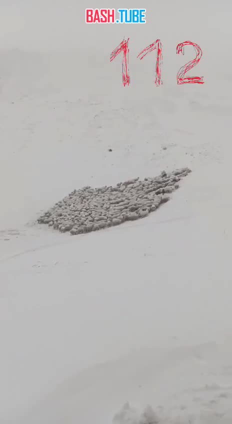  В горах Дагестана в снежном плену оказались заблокированы сотни баранов