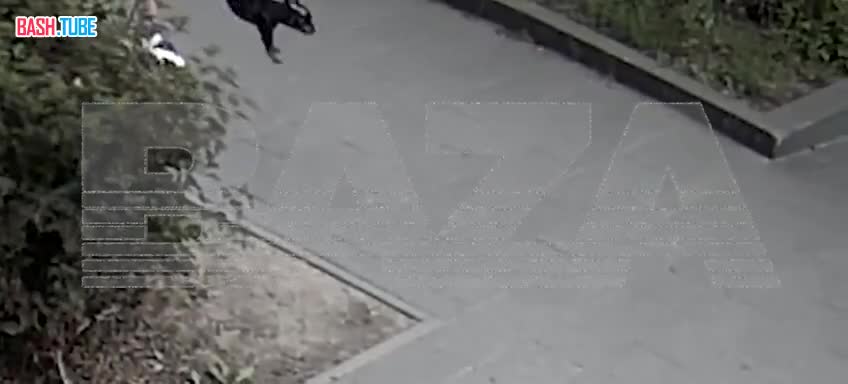  В Москве соседи спасли щенка таксы из квартиры на Боровском шоссе