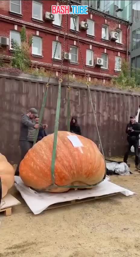  И тыква превратилась в карету. Фермер из Подмосковья вырастил тыкву весом 969 кг