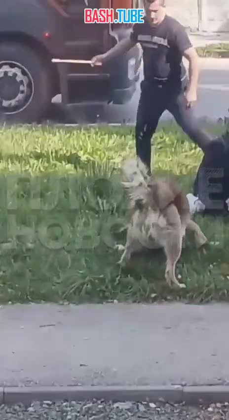  В Пермском крае агрессивный пес напал и убил маленькую собачку: хозяйка пыталась спасти своего питомца