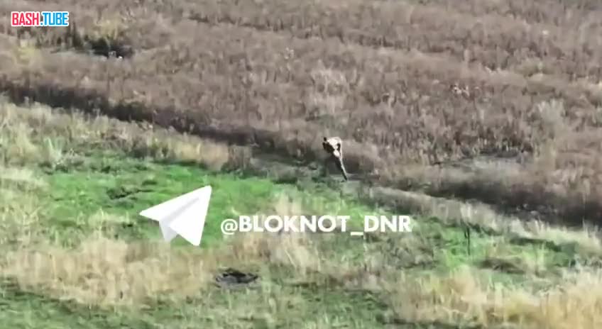  Командир более двух километров пронес на спине раненого бойца под обстрелами ВСУ