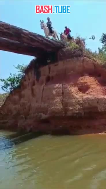  В Бразилии лошадь из-за испуга упала с самодельного моста, убив себя и своего 57-летнего наездника