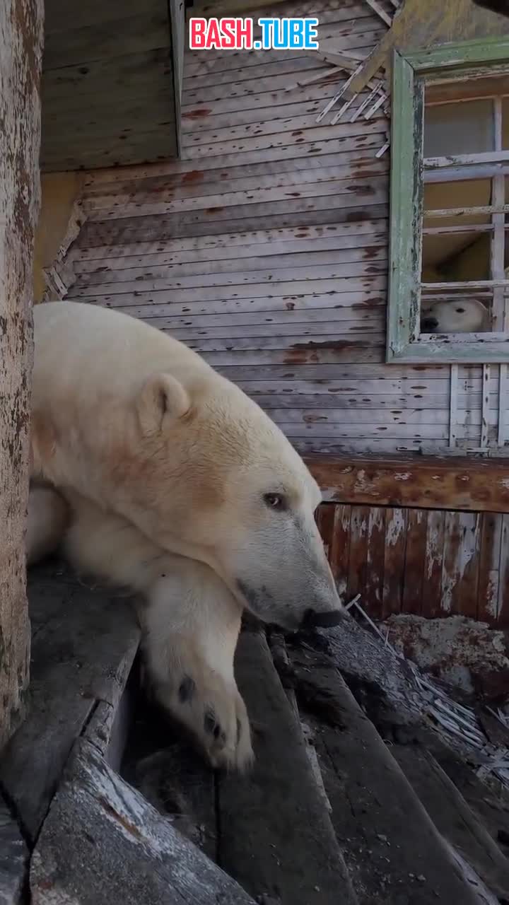 Видео дня: белые медведи оккупировали заброшенную станцию на острове Колючин