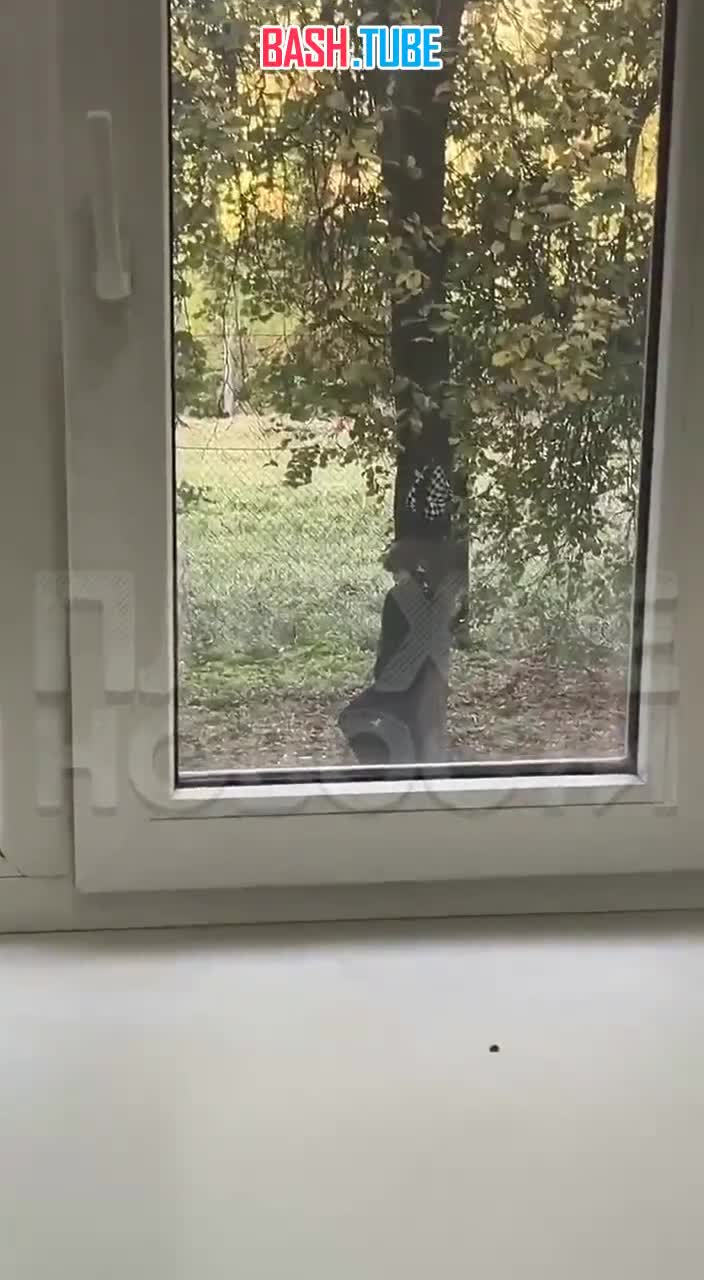  В Воронеже 23-летняя девушка повесилась напротив ВУЗа на лямке от портфеля