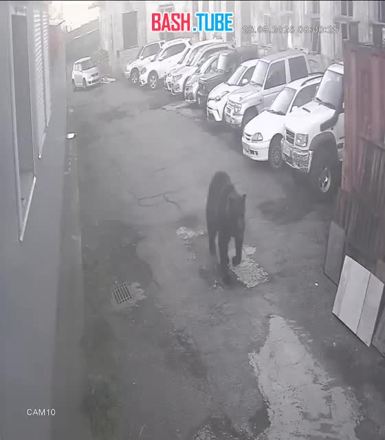  Медведь едва не убил женщину и напал на мужчину в Петропавловске-Камчатском - животное ликвидировано