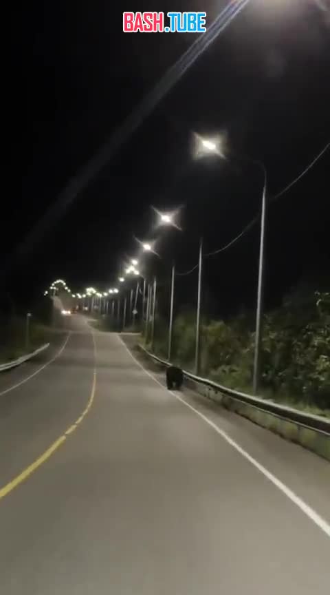  Режим повышенной готовности из-за медведей