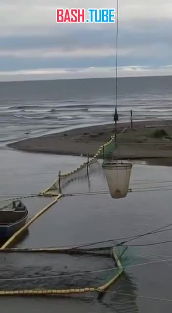  Жители Сахалина шокированы перекрытием всех нерестовых рек, куда из моря устремилась рыба