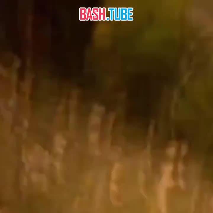  В Подмосковье 16-летний зумер на питбайке устроил погоню с ДПСниками и разбился насмерть вместе с 18-летней подругой