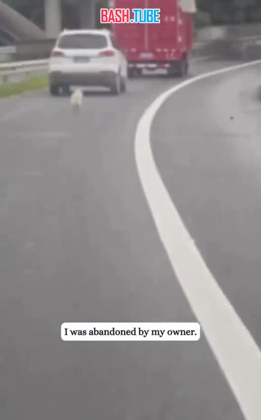  Пара в Китае спасла собаку, выброшенную на обочину дороги