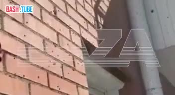  В Москве зафиксировали массовое появление опасных божьих коровок-арлекинов