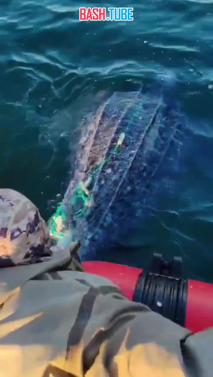  Гигантскую морскую черепаху спасли из рыболовных сетей у берегов Приморья