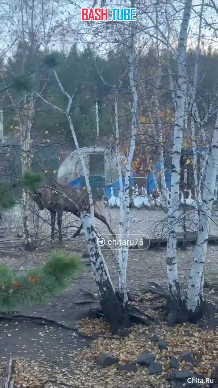  На глазах у детей изюбр убил сотрудника зоопарка «Амодово»