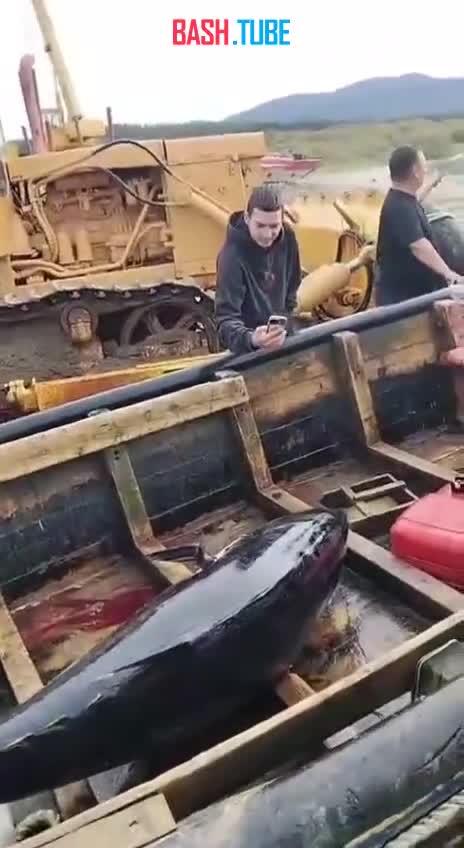  Видео огромного тунца, которого поймали рыбаки на Сахалине, облетает соцсети