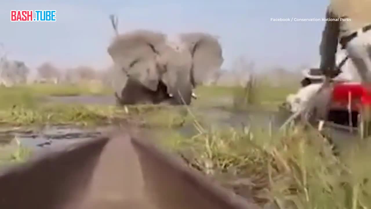  Четверо туристов обманули смерть, столкнувшись с разъяренным слоном в Африке