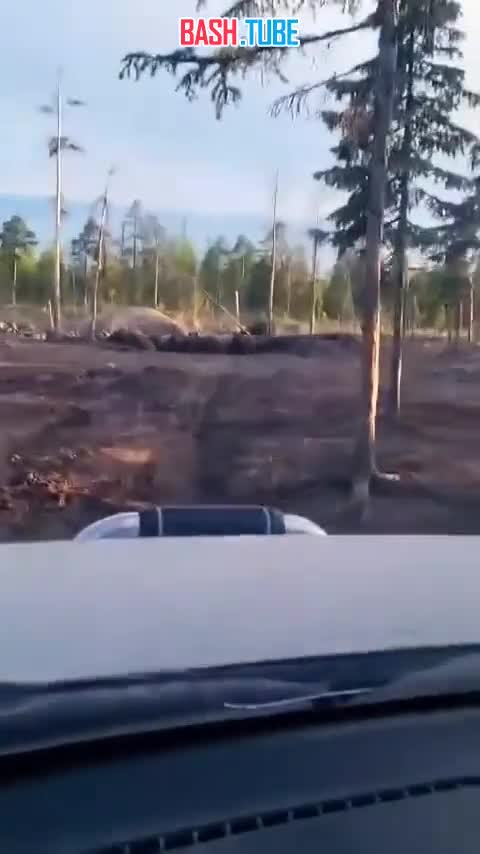  Необычная встреча с толпой медведей на Камчатке