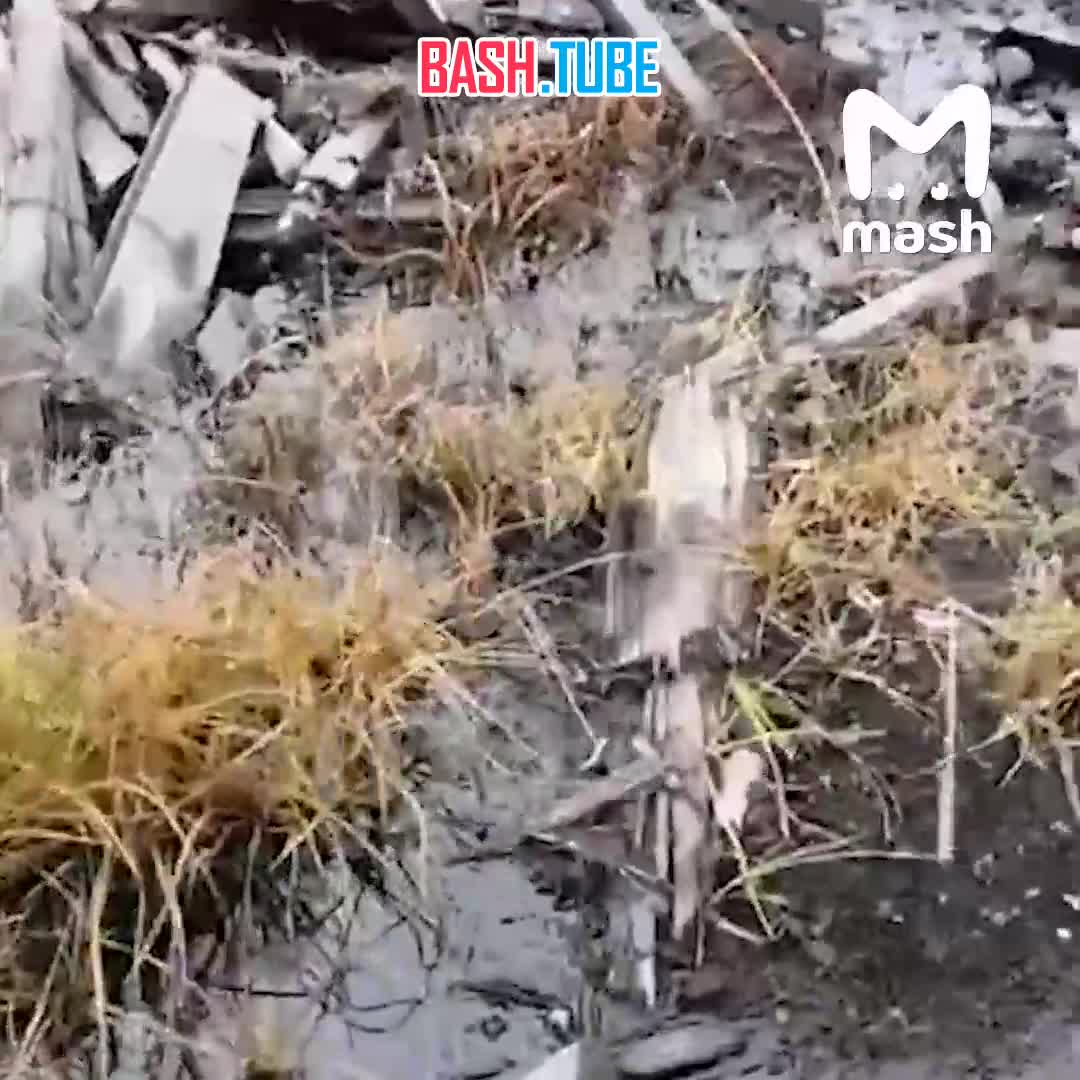  Тысячи нерп и ещё около 20 видов краснокнижных рыб, птиц и млекопитающих могут погибнуть в Красноярском крае