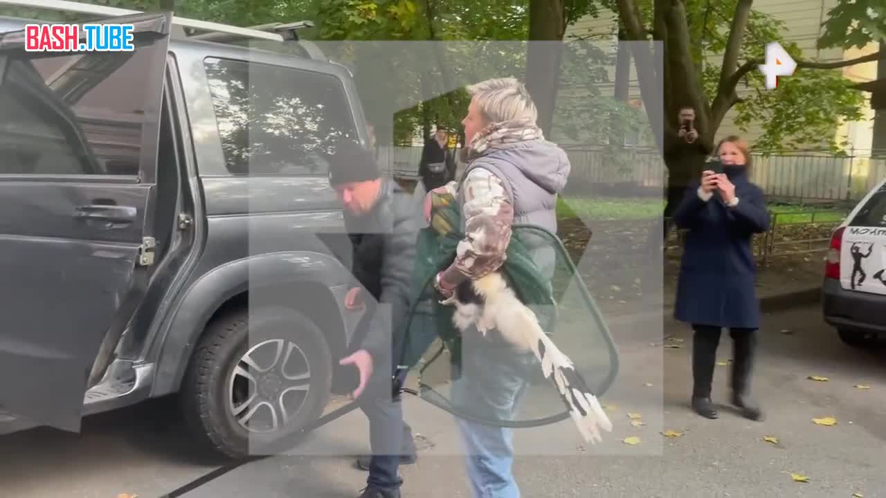  Индийскую калао Шанти, которая сбежала из Ленинградского зоопарка, поймали