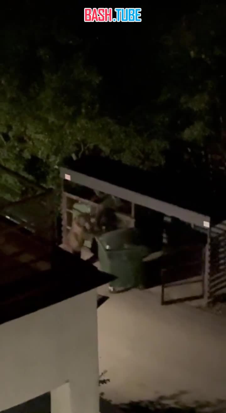  Медведь угнал мусорный бак в Сочи - косолапые продолжают кошмарить Красную Поляну