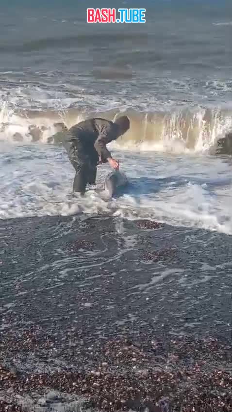  Малыша дельфина выбросило на берег Охотского моря