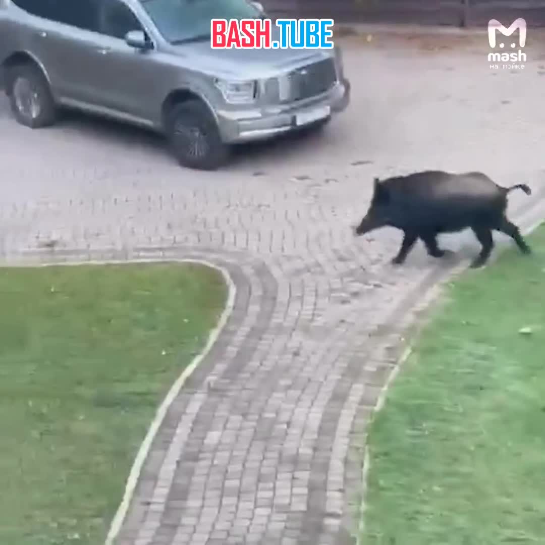  Массовое вторжение кабанов в Питер и ЛО - под особым вниманием хрюш Сестрорецк, Всеволожский район, Лисий Нос и Зеленогорск