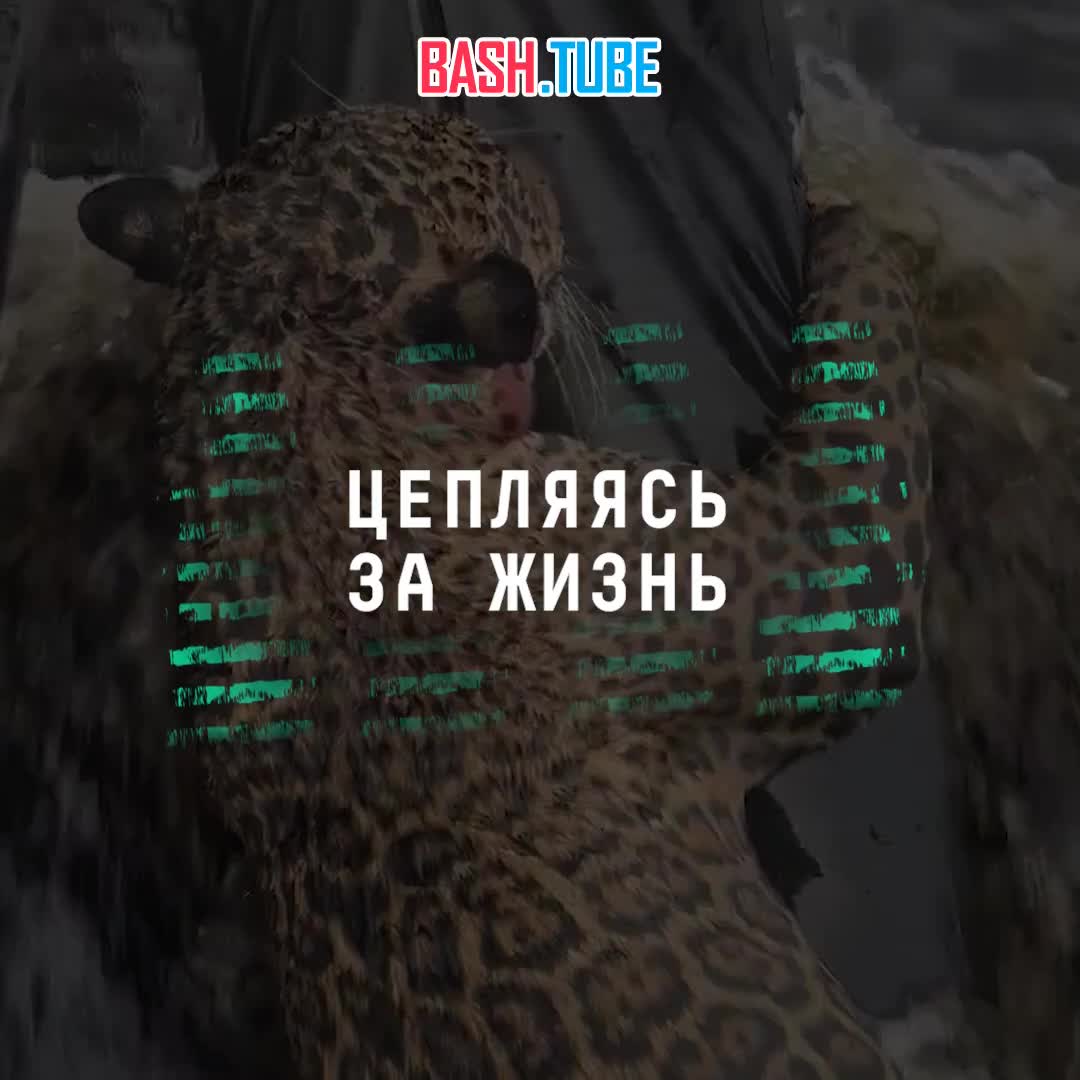  В Бразилии из реки спасли раненого ягуара