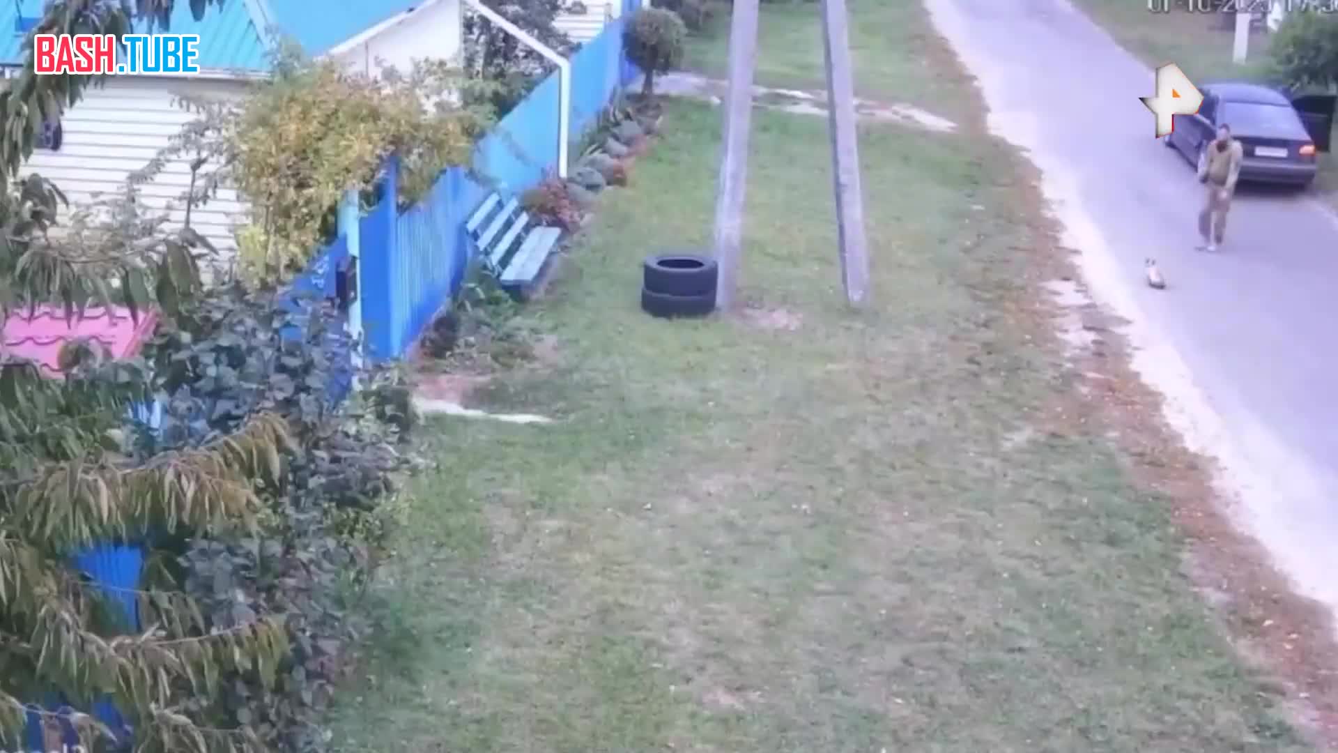  ТЦК «мобилизовали» кота на Украине: военкомы быстро схватили животное и утащили в машину