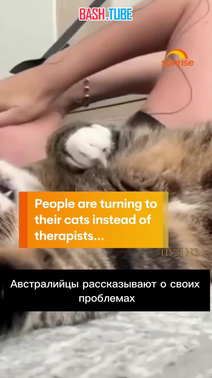  Психологов в Австралии стали заменять пушистые специалисты