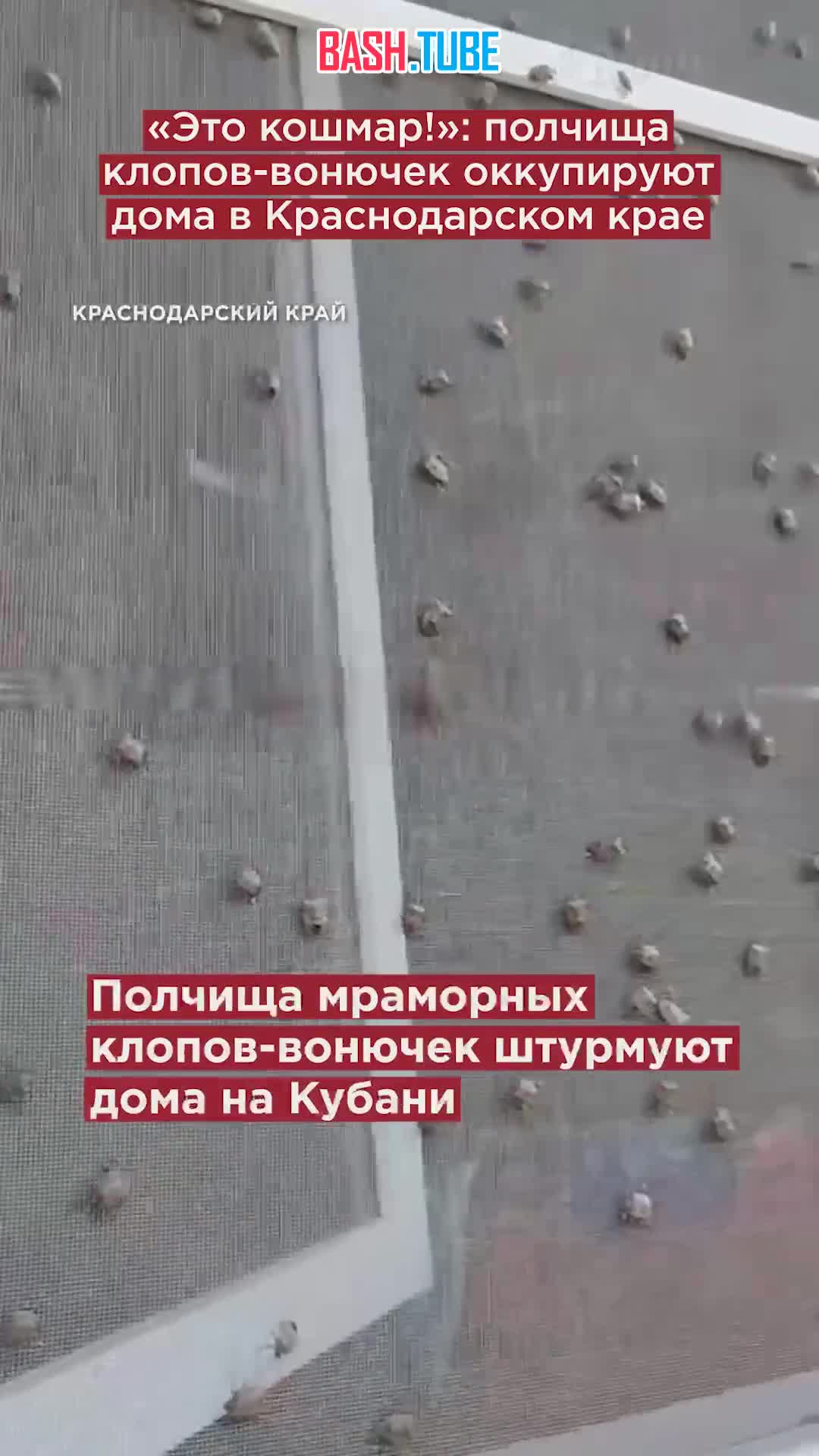  «Это кошмар!»: полчища клопов-вонючек оккупируют дома в Краснодарском крае