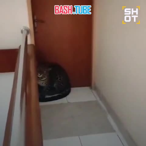  Леопард проник в отель в Индонезии. Хищник ждал туристов у номера