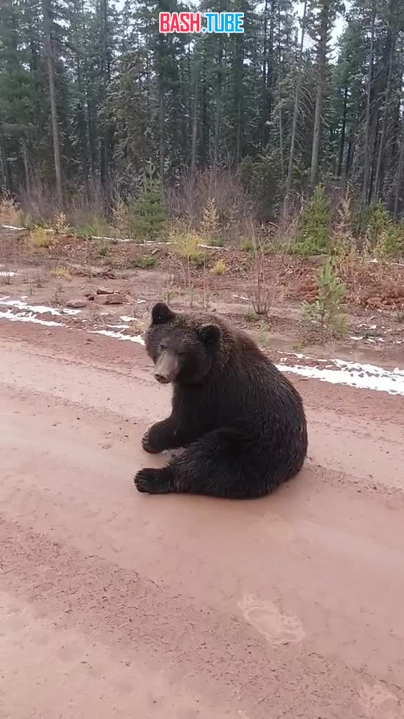  Местный житель в Якутии напоминает встреченному на дороге медведю о скорой зиме
