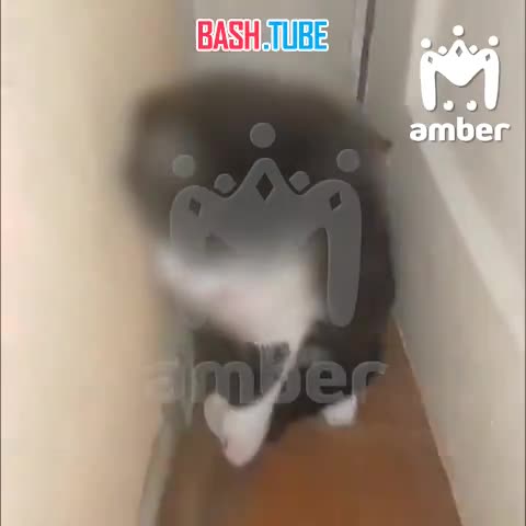  В Калининграде отчим жестоко избил котят своих падчериц, один из них не может стоять