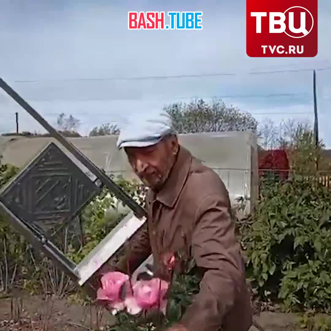  Пенсионер из Приморья вырастил трехметровую розу