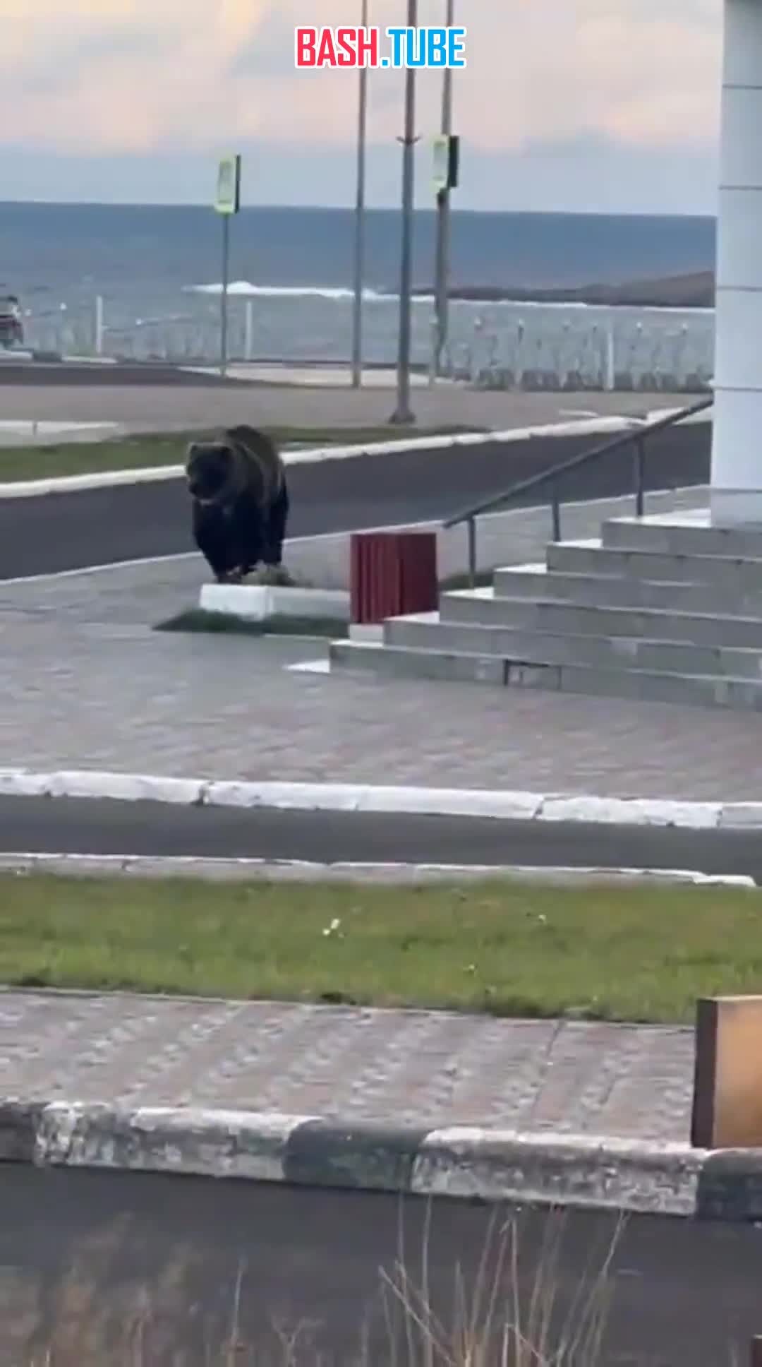  Медведь совершил утреннюю пробежку по Курильску