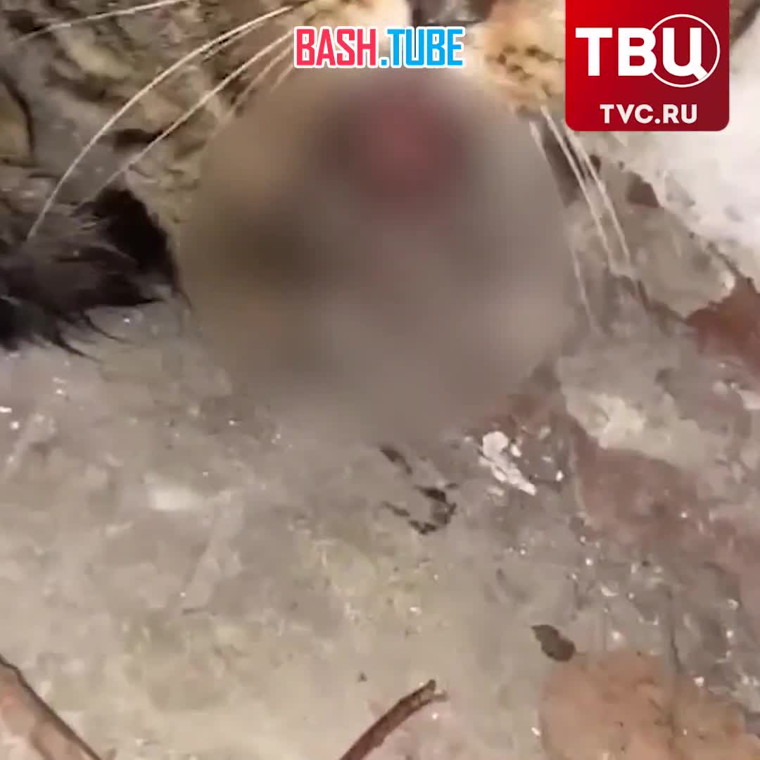  Дети засунули петарду в пасть кошки и взорвали её в Комсомольске-на-Амуре