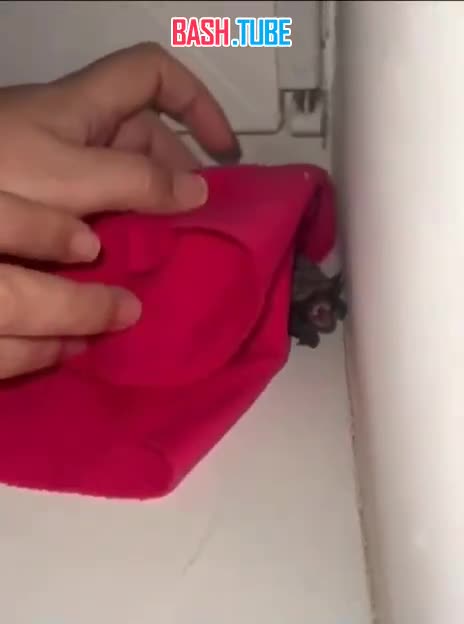  Летучие мыши с бешенством кошмарят москвичей и жителей Подмосковья