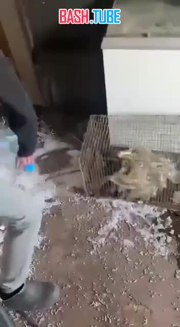  Запорожский подросток жестоко избил пятилитровой бутылкой таксу с щенком