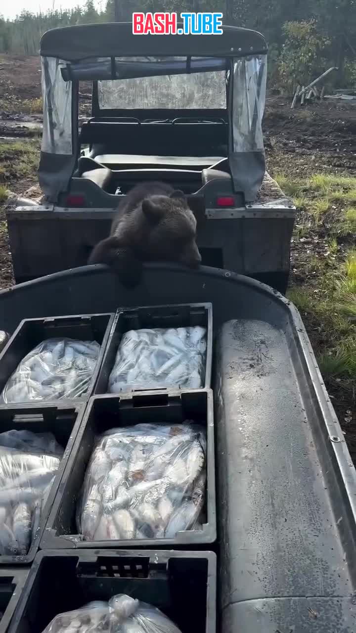  Самый воспитанный медведь найден на Камчатке