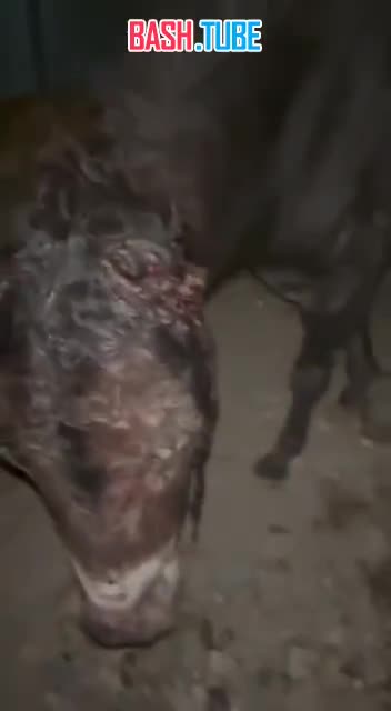  Жуткие кадры из Узбекистана: неадекваты изнасиловали и изуродовали осла