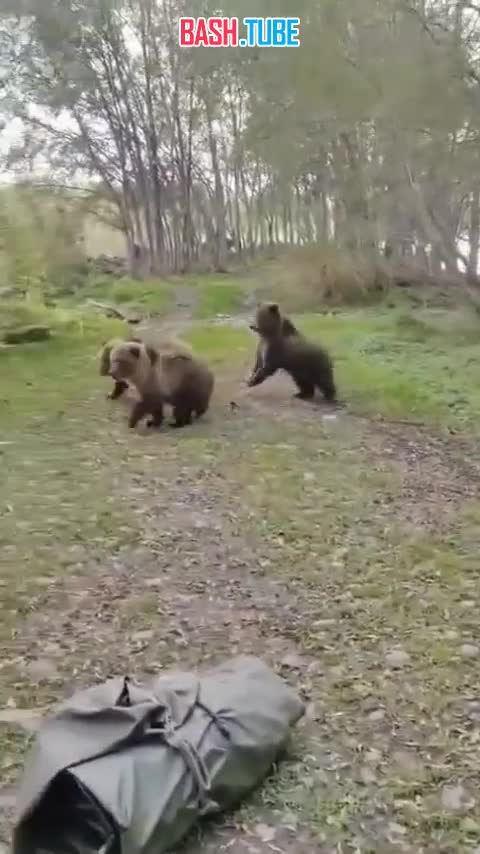  Шалость удалась: собака устроила троллинг целой семье медведей на Сахалине