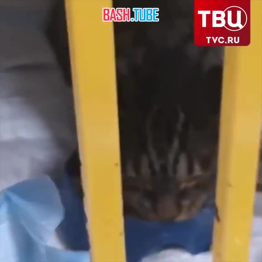  Кошка Маруся из Хабаровского края идет на поправку. Несколько дней назад ей засунули горящую петарду в пасть