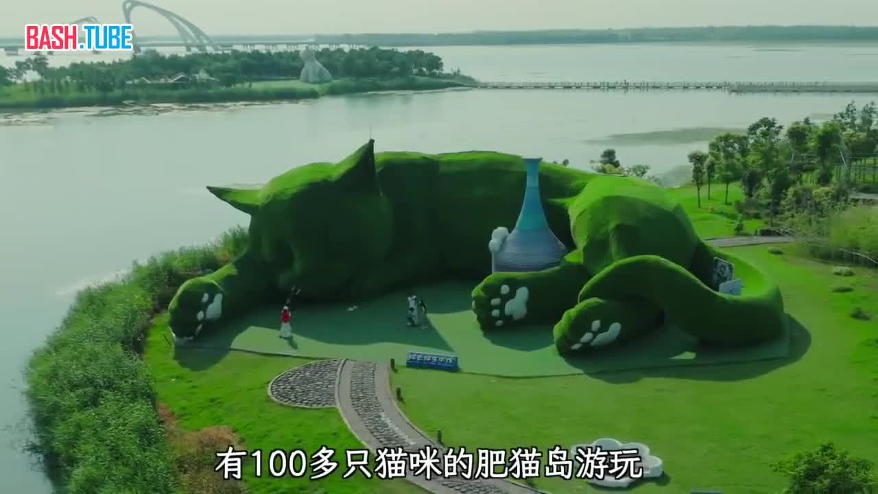  Китайцы построили огромный парк для бездомных котов