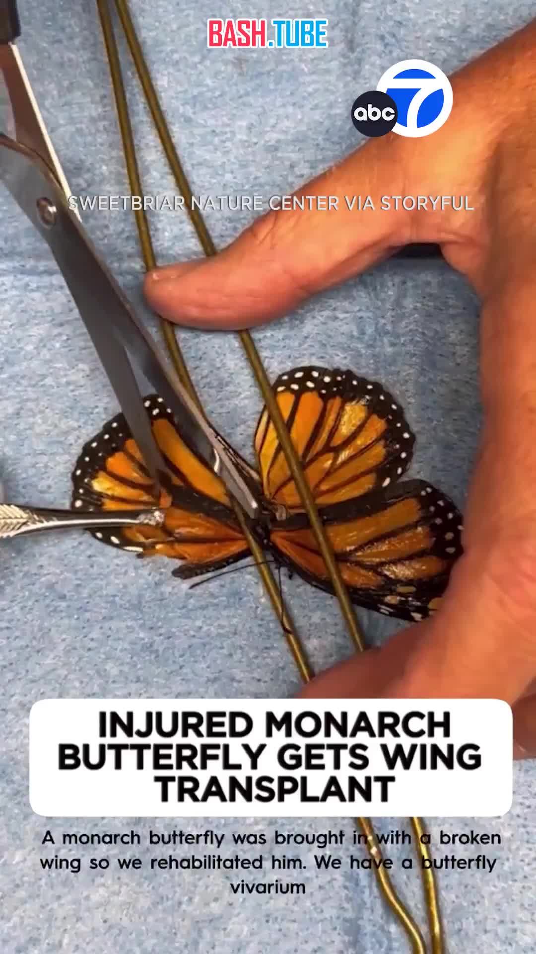  Пострадавшая бабочка-монарх чудесным образом снова смогла летать после пересадки крыла в природном заповеднике в Нью-Йорке