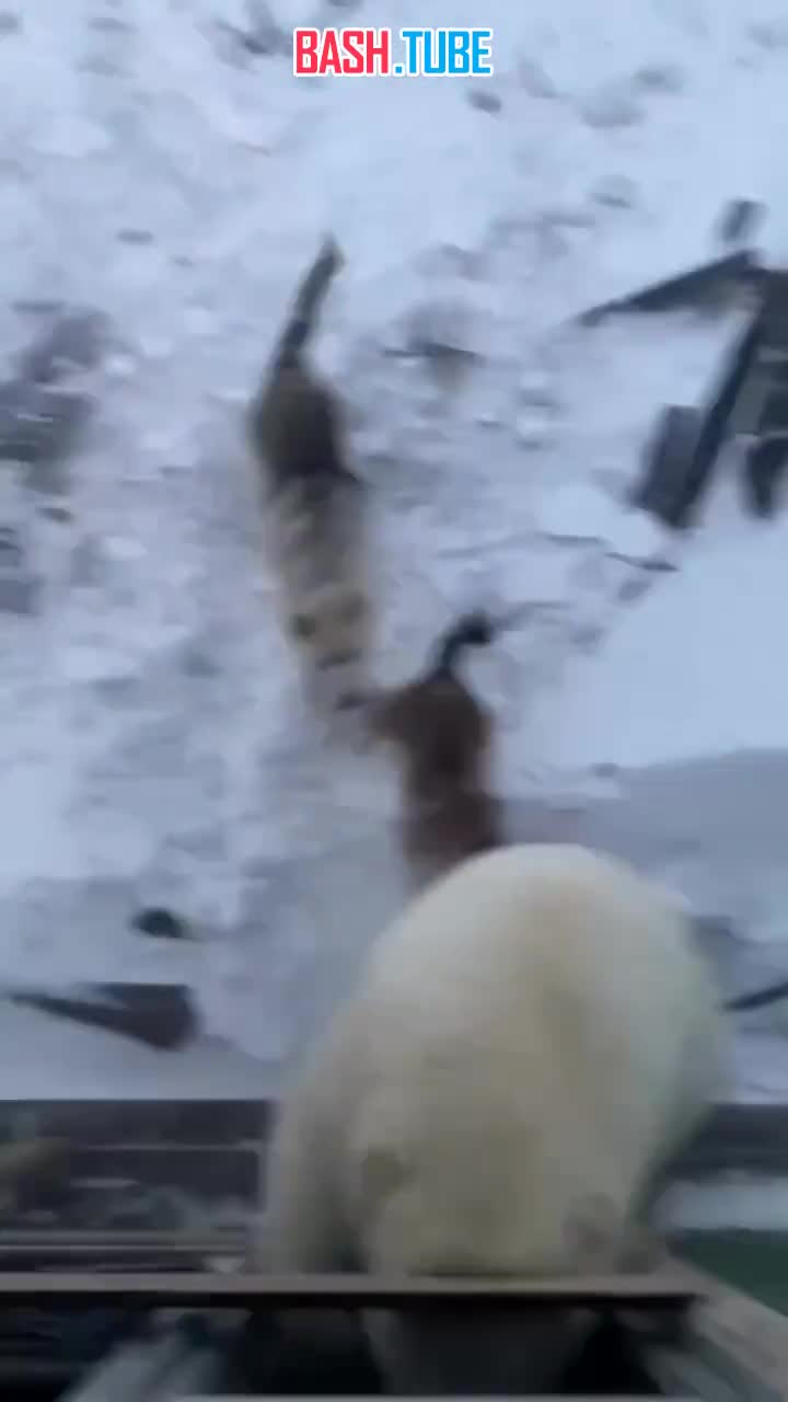  Обстановка в районе мыса Челюскина на Таймыре