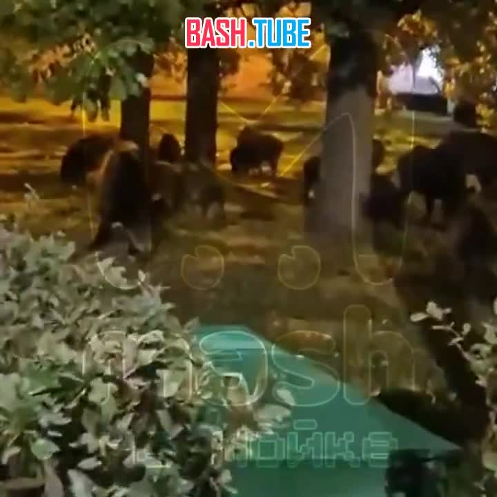  Кабанье нашествие в Лисьем Носу